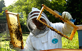 Poszkodowani pszczelarze i rolnicy mogą wnioskować o wsparcie z ARiMR